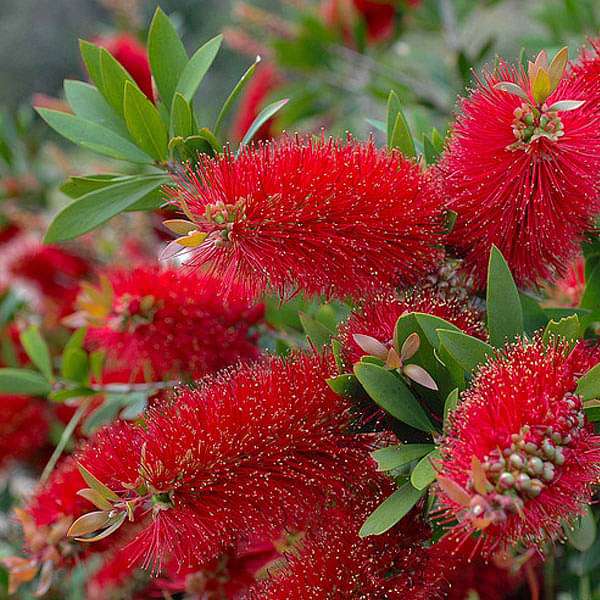 Callistemon Citrinus Bottle Brush Seeds